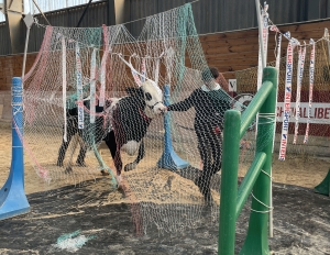 Yssingeaux : un concours bovin et équin pour les élèves au lycée agricole George-Sand