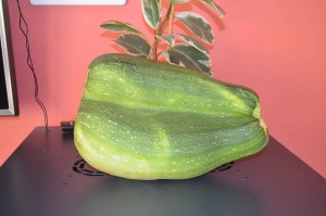 Beauzac : une courgette de 3,780 kg dans le potager du Foyer Bon Secours