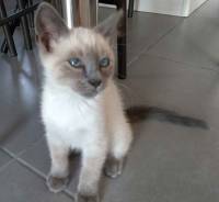 Saint-Pal-de-Mons : un chaton a disparu à &quot;Prunières&quot;