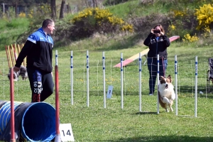 Monistrol-sur-Loire : 70 chiens ont concouru sur le parcours d&#039;agility