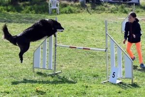 Monistrol-sur-Loire : 70 chiens ont concouru sur le parcours d&#039;agility