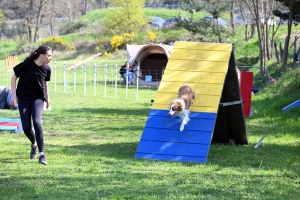 Monistrol-sur-Loire : 70 chiens ont concouru sur le parcours d&#039;agility