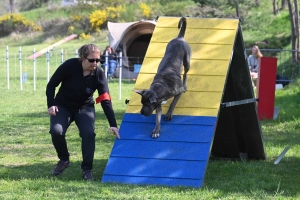 Monistrol-sur-Loire : 70 chiens ont concouru sur le parcours d&#039;agility