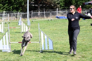 Monistrol-sur-Loire : 70 chiens ont concouru sur le parcours d&#039;agility