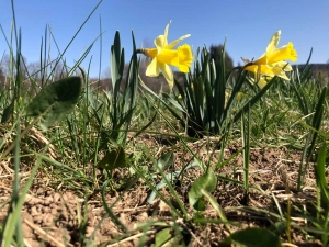 Les jonquilles ensoleillent les prés du Haut-Lignon et du Mézenc