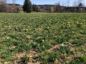 Les jonquilles ensoleillent les prés du Haut-Lignon et du Mézenc