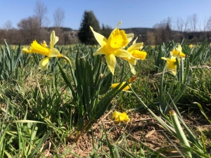 Les jonquilles ensoleillent les prés du Haut-Lignon et du Mézenc