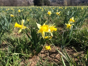 Les jonquilles ensoleillent les prés du Haut-Lignon et du Mézenc