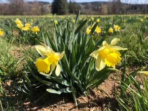 Les jonquilles ensoleillent les prés du Haut-Lignon et du Mézenc