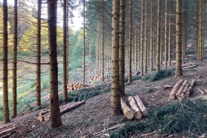 Deuxième Journée de la forêt de Saint-Julien-Molhesabate le 17 novembre