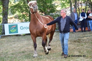 Saint-Julien-du-Pinet : les résultats du concours communal de chevaux lourds