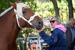 Saint-Julien-du-Pinet : les résultats du concours communal de chevaux lourds