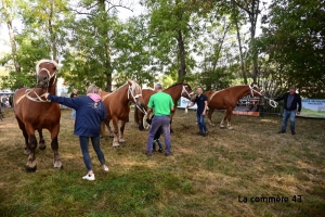 Saint-Julien-du-Pinet : les résultats du concours communal de chevaux lourds