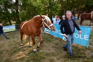 Saint-Julien-du-Pinet : les résultats du concours communal de chevaux lourds