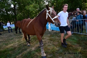 Saint-Julien-du-Pinet : les résultats du concours communal de chevaux lourds