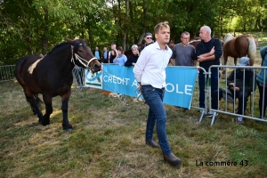 Saint-Julien-du-Pinet : les résultats du concours communal de chevaux lourds