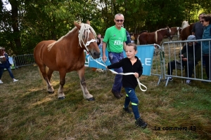 Saint-Julien-du-Pinet : les résultats du concours communal de chevaux lourds