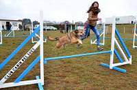 Les Championnats de France d&#039;agility jeunes programmés à Yssingeaux