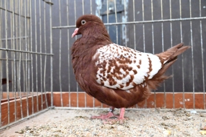 Saint-Julien-du-Pinet : des bêtes à poils et à plumes ouvrent la foire agricole