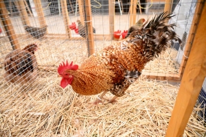 Saint-Julien-du-Pinet : des bêtes à poils et à plumes ouvrent la foire agricole