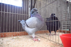 Saint-Julien-du-Pinet : des bêtes à poils et à plumes ouvrent la foire agricole