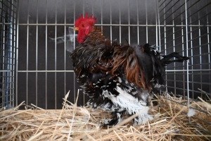 Saint-Julien-du-Pinet : des bêtes à poils et à plumes ouvrent la foire agricole