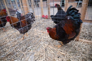 Saint-Julien-du-Pinet : des bêtes à poils et à plumes ouvrent la foire agricole