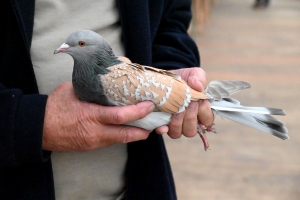 Saint-Julien-du-Pinet : des bêtes à poils et à plumes ouvrent la foire agricole