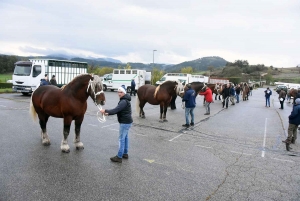 Les étalons sur le devant de la scène à Yssingeaux et Fix-Saint-Geneys