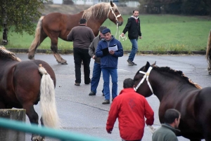 Les étalons sur le devant de la scène à Yssingeaux et Fix-Saint-Geneys