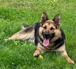 Une chienne perdue à Montfaucon-en-Velay