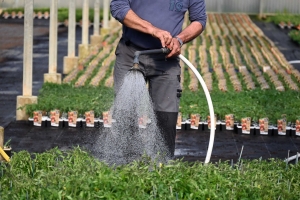 Le conseil du jardinier : plantez les fraises et préparez le potager