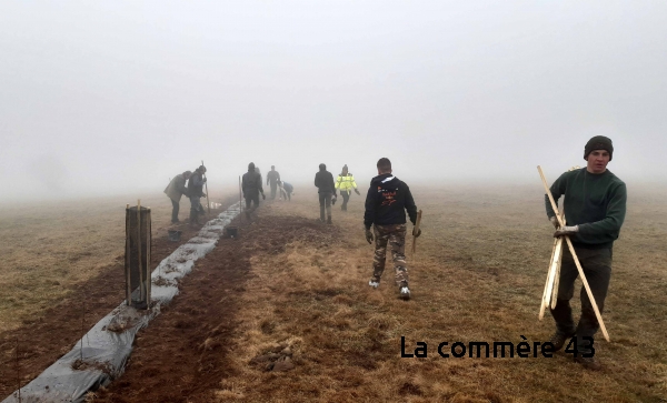 |La Pie-grièche grise. Crédit Romain Riols||