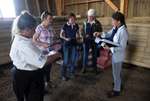 Equitation : des poulains et juments jugés au concours modèles et allures à Yssingeaux