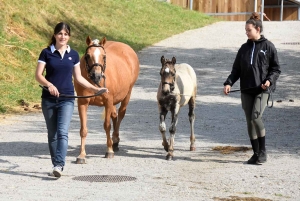 Equitation : des poulains et juments jugés au concours modèles et allures à Yssingeaux