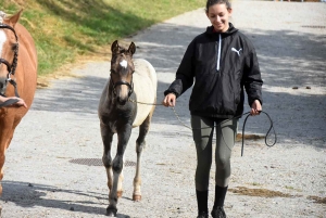 Equitation : des poulains et juments jugés au concours modèles et allures à Yssingeaux