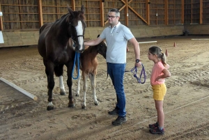 Equitation : des poulains et juments jugés au concours modèles et allures à Yssingeaux