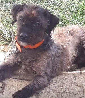 Un petit chien perdu à Yssingeaux