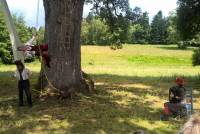 L&#039;arbre gigantesque constituait un décor idéal pour ce spectacle très inventif.