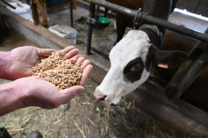 Fay-sur-Lignon : avec le lait de ses vaches abondance, il produit un fromage atypique en Haute-Loire