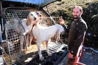 Un chasseur sachant chasser sans fusil... mais avec ses chiens