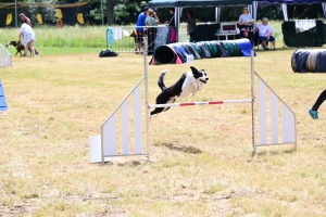 Sainte-Sigolène : un week-end d&#039;agility au camping de Vaubarlet avec 180 chiens