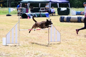 Sainte-Sigolène : un week-end d&#039;agility au camping de Vaubarlet avec 180 chiens