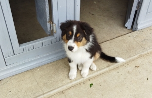 Yssingeaux : un chiot porté disparu à &quot;Livinhac&quot;