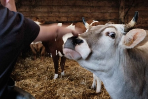 Lapte : un documentaire et une visite de ferme avec Solidarité Paysans