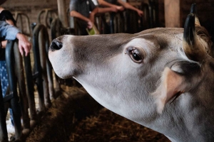 Lapte : un documentaire et une visite de ferme avec Solidarité Paysans