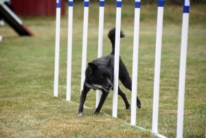 Education canine : l&#039;agility, une discipline très populaire chez les maîtres