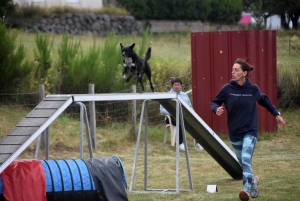 Education canine : l&#039;agility, une discipline très populaire chez les maîtres