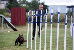 Education canine : l&#039;agility, une discipline très populaire chez les maîtres