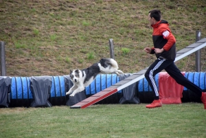 Education canine : l&#039;agility, une discipline très populaire chez les maîtres